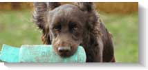 Gun Dog Hall and Scurries At The British Shooting Show