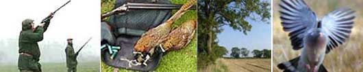 Shotguns At The British Shooting Show